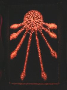 aten_by_shockfossils-d4u0bg9