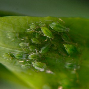 aphids