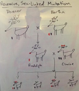 Recessive, Sex-Linked Mutation