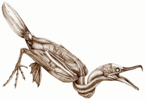 Muscles of a Cormorant (Katrina van Grouw - Used with Permission) Muscles of a Cormorant (Katrina van Grouw - Used with Permission)