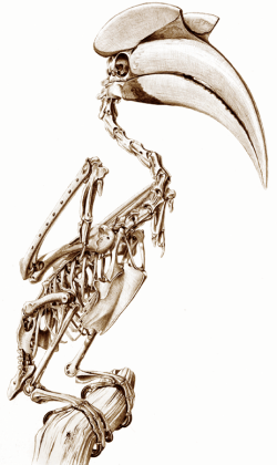 Skeleton of a Great Hornbill by Katrina von Grouw - The Unfeathered Bird (2012 Princeton University Press - Used with Permission)
