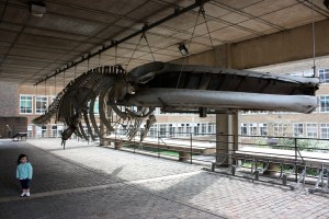 Finback Whale Skeleton outside the Cambridge University Museum of Zoology - 2.5yo child for scale (Photo by Josh Witten - All Rights Reserved)