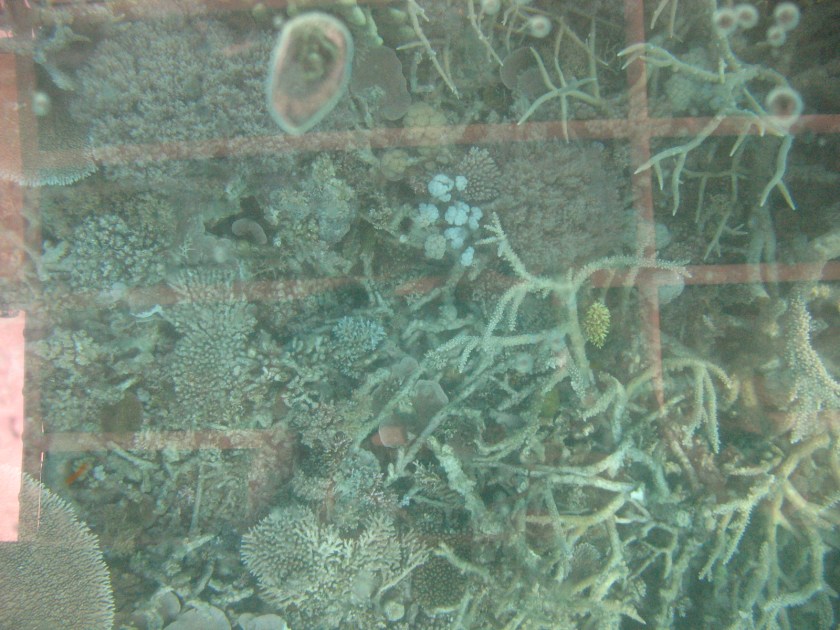 view through the glass bottom boat