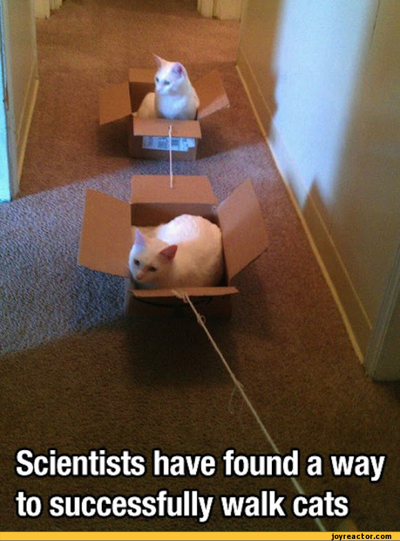 cats-science-box-581257