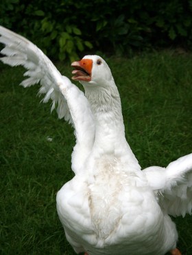Geese, the most aggressive of all poultry. Image courtesy of Wikipedia.
