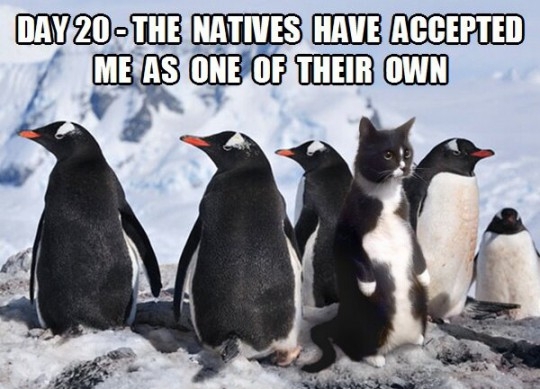 penguincat