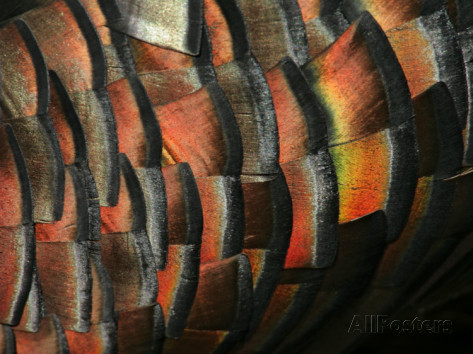 arthur-morris-wild-turkey-feather-close-up-las-colmenas-ranch-hidalgo-county-texas-usa