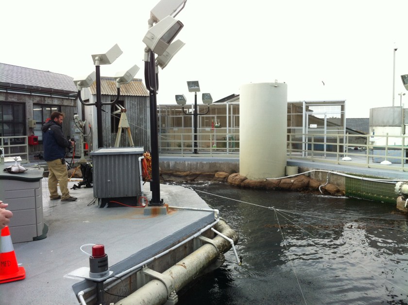 On the roof at the top of the kelp forest exhibit