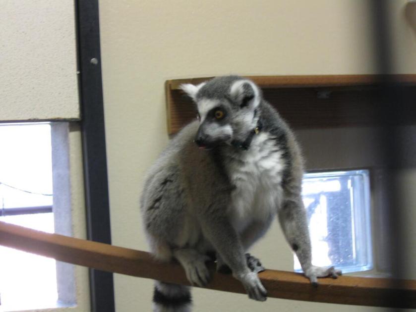 Lemur2