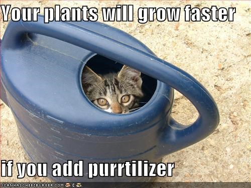 purrtil
