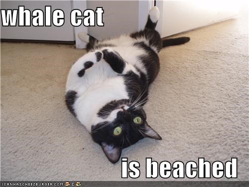 whalecat