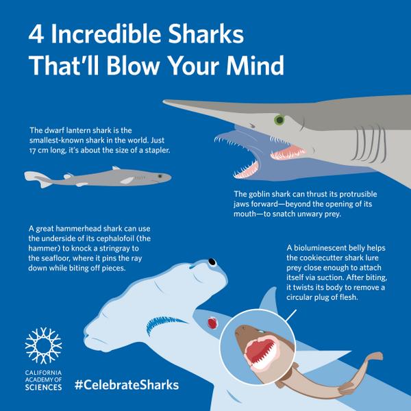 by Kristen Kong for the California Academy of Sciences (All Rights Reserved; Used with Permission)