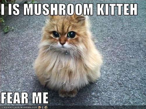 mushroomcat