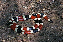 Coral Snake by (CC BY-NS-SA 2.0)