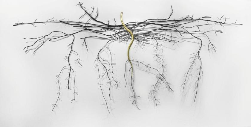 Dalya Luttwak, Cannabis Sativa, Steel, 2014 