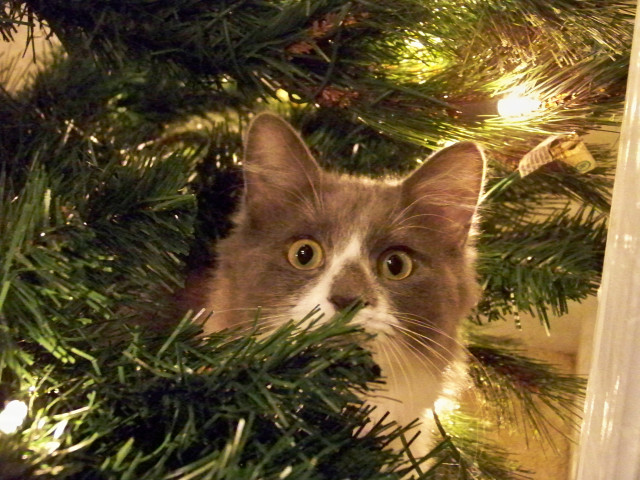 "My Dogz... it's full of starz!"