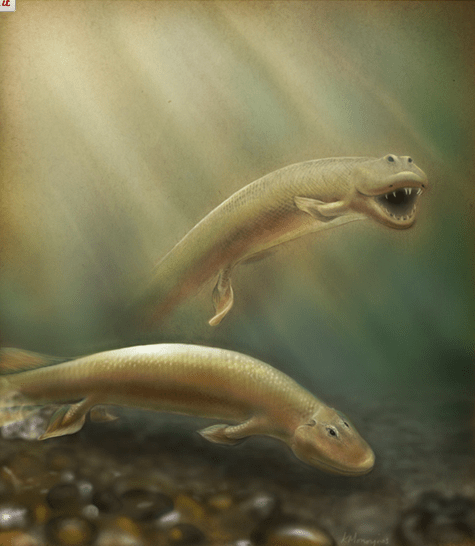 tiktaalik