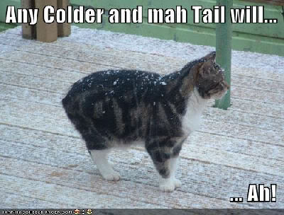 lol-cat-cold