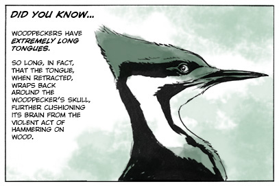 "Did You Know...Woodpecker Edition" - The Abominable Charles Christopher by Karl Kerschl (All Rights Reserved - Used With Permission)