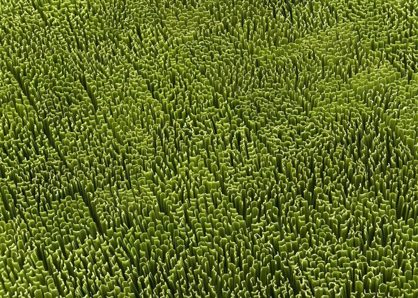 detail from Monoculture 