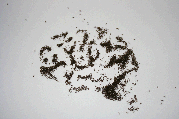 Brain, from Myriad, 2012 