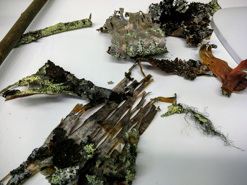 Some finds from my walks 