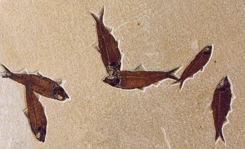 Fish from Fossil Lake