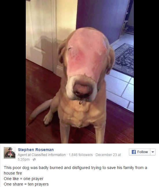 hamdog_1451496790750_673916_ver1.0